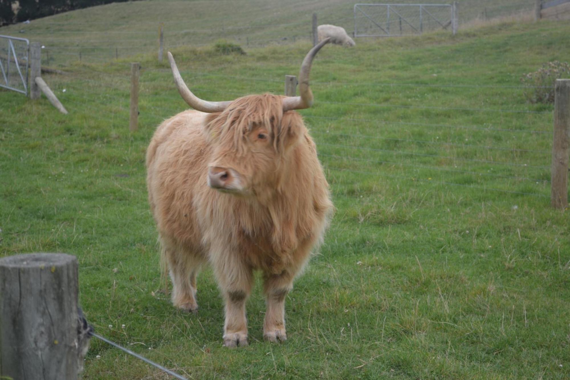 Highlands On Homestead Oamaru Esterno foto