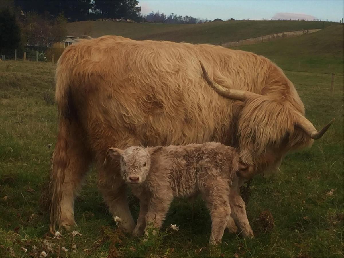 Highlands On Homestead Oamaru Esterno foto